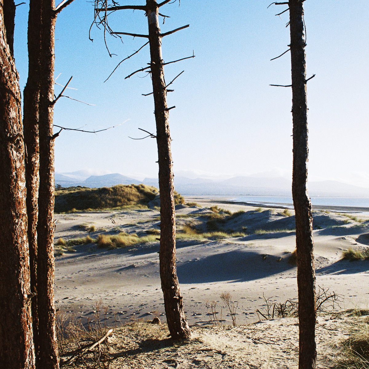 Getdown Services Release Primordial Slot Machine